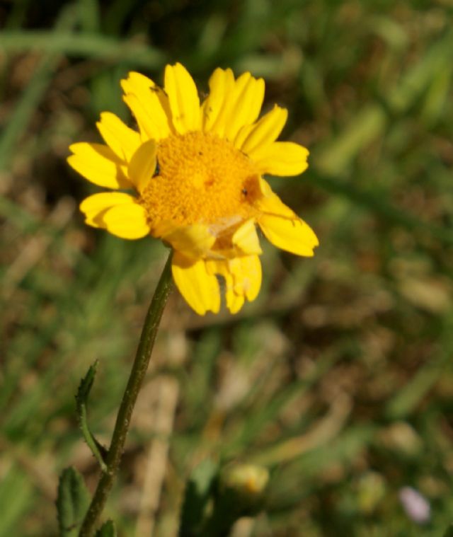 Coleostephus myconis